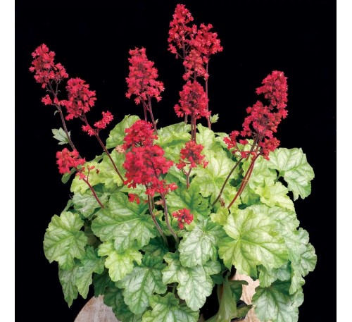 Гейхера Корал Форест (Coral Forest) C1